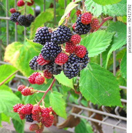 Berry 92417392