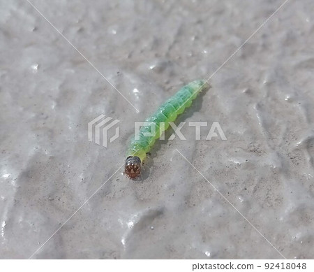 Hamakimushi（Watanomiga）概述 92418048