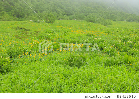 夏季千疊敷馬戲團高山植物盛開 92418619