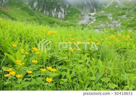 Summer Senjojiki Cirque Alpine plants in full bloom 92418631