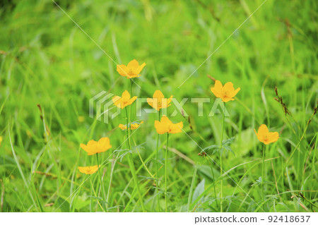 Summer Senjojiki Cirque Alpine plants in full bloom Summer Senjojiki Cirque Alpine plants in full bloom 92418637