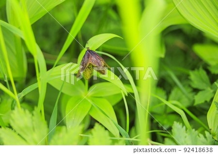 Summer Senjojiki Cirque Alpine plants in full bloom Summer Senjojiki Cirque Alpine plants in full bloom 92418638