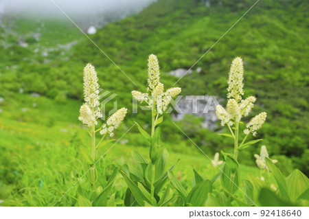 Summer Senjojiki Cirque Alpine plants in full bloom Summer Senjojiki Cirque Alpine plants in full bloom 92418640