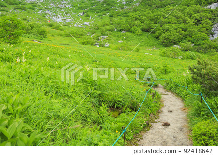 Summer Senjojiki Cirque Alpine plants in full bloom 92418642