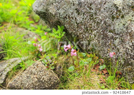 Summer Senjojiki Cirque Alpine plants in full bloom 92418647