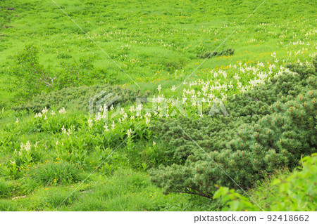 Summer Senjojiki Cirque Alpine plants in full bloom Summer Senjojiki Cirque Alpine plants in full bloom 92418662