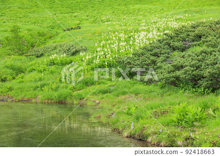 Summer Senjojiki Cirque Alpine plants in full bloom 92418663