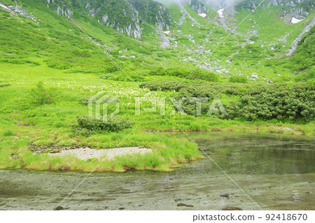 Summer Senjojiki Cirque Alpine plants in full bloom 92418670