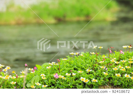 Summer Senjojiki Cirque Alpine plants in full bloom 92418672
