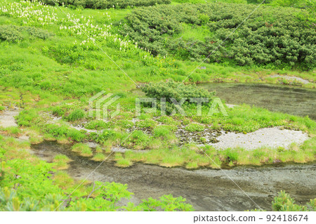 Summer Senjojiki Cirque Alpine plants in full bloom 92418674