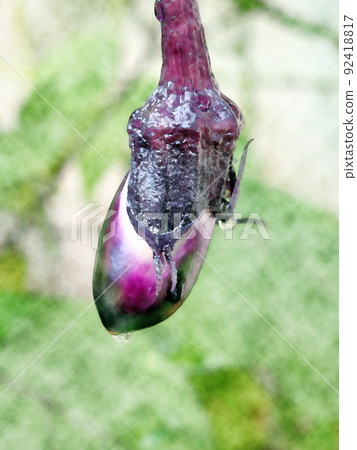 "Eggplant" watercolor style that will soon be harvested when it gets wet in the rain 92418817