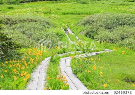 夏天的Tsugaike自然花園，盛開的高山植物 92419378