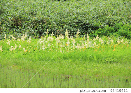 夏天的Tsugaike自然花園，盛開的高山植物 92419411