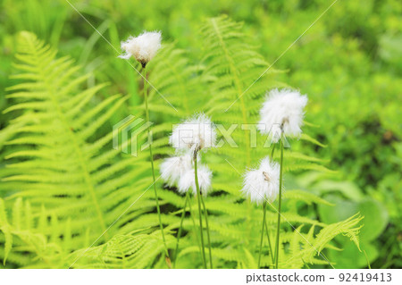 夏天的Tsugaike自然花園，盛開的高山植物 92419413