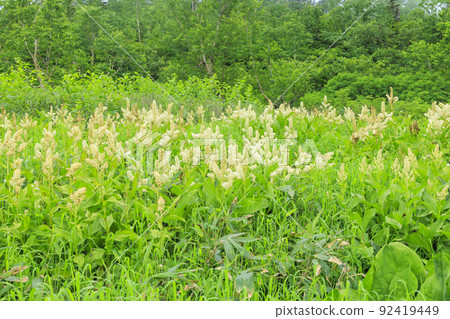 Tsugaike Nature Garden in summer, alpine plants in full bloom 92419449