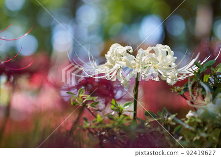 White cluster amaryllis of Sokouin 92419627