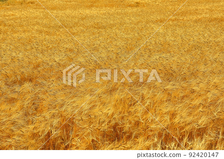 Farmer working hard in the golden field Farmer working hard in the golden field 92420147