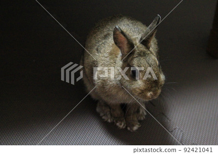 荷蘭小矮人,可愛的小動物兔 荷蘭小矮人,可愛的小動物兔 92421041
