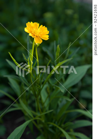Yellow flower of Lanceleaf Coreopsis in garden. 92421698