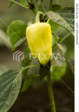 Ripe yellow bell pepper growing on bush in the garden 92421699