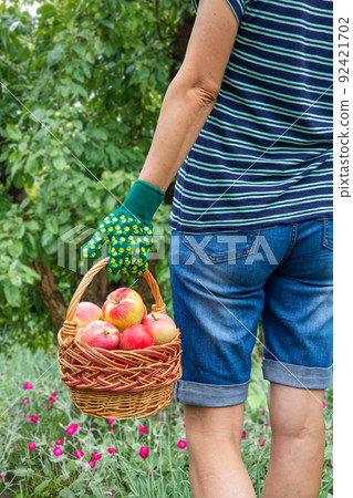 Woman is holding wicker basket with red apples in her hand. Woman is holding wicker basket with red apples in her hand. 92421702