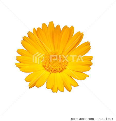 Yellow marigold flower on the white isolated background. Yellow marigold flower on the white isolated background. 92421703