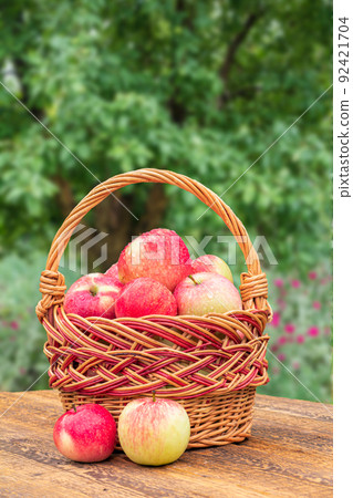 Just picked apples in a wicker basket on wooden boards with tree on background Just picked apples in a wicker basket on wooden boards with tree on background 92421704