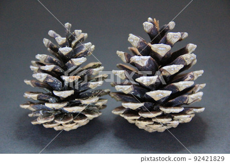 Beautiful and cute pine cones (pine cones) 92421829