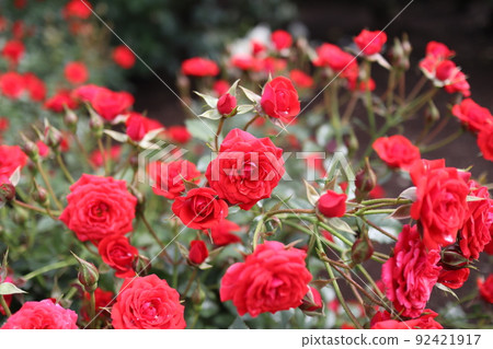開花在花壇的許多玫瑰 開花在花壇的許多玫瑰 92421917