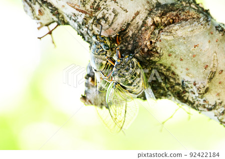 A bear zemi that perches on a tree and screams vigorously 92422184