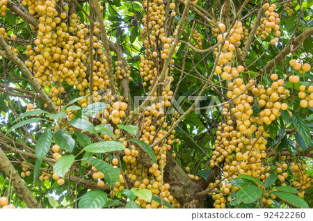 Burmese grape or Baccaurea ramiflora growth on the tree. Burmese grape or Baccaurea ramiflora growth on the tree. 92422260