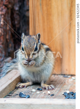 A chipmunk eating seeds in a feeder. Close-up 92422345