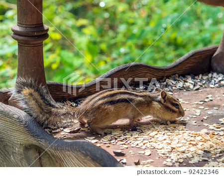 A chipmunk eating seeds in a feeder. Close-up 92422346