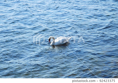 Denmark Copenhagen Mute Swan Denmark Copenhagen Mute Swan 92423375