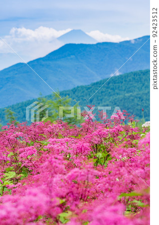 (Nagano Prefecture) Fujimi Panorama Resort Mt. Fuji seen from the Yatsugatake Observatory where spirea blooms (Nagano Prefecture) Fujimi Panorama Resort Mt. Fuji seen from the Yatsugatake Observatory where spirea blooms 92423512