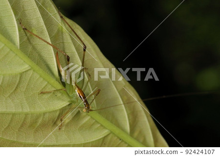 Creatures Insects Yaeyama Sasakirimodoki, with a body length of a dozen millimeters and short wings even for adults. Female with a knife-like ovipositor Creatures Insects Yaeyama Sasakirimodoki, with a body length of a dozen millimeters and short wings even for adults. Female with a knife-like ovipositor 92424107