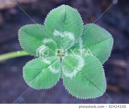 Five leaf clover Five leaf clover 92424108