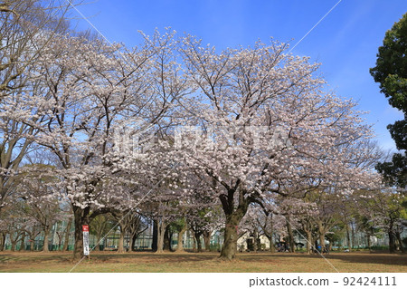 東京都東綾瀨公園、棒球場附近的櫻花和服務中心 92424111