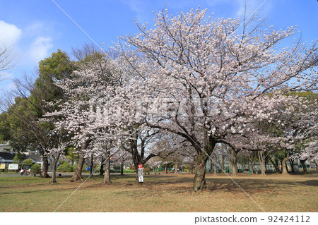 Tokyo Metropolitan Higashi-Ayase Park, cherry blossoms near the baseball field and service center 92424112