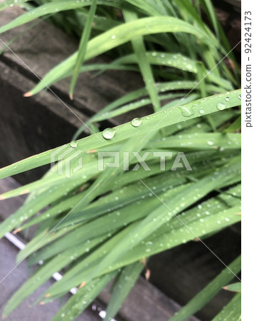 雨後垂直草地上的水滴 92424173