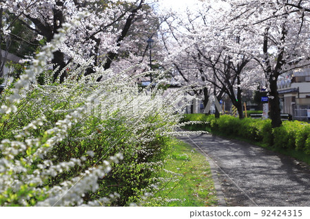 Cherry blossoms in full bloom and Yukiyanagi 92424315