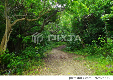 轟鳴洞窟之路（沖繩糸滿） 92424449