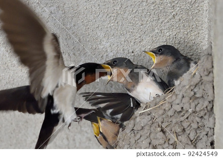 Swallow parenting 92424549
