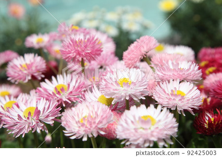 Tyrolean Daisy 92425003