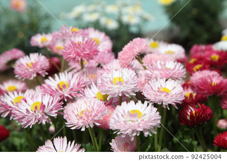 Tyrolean Daisy 92425004