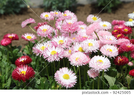 Tyrolean Daisy 92425005