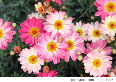 Flower English daisy bird's-eye view 92425006