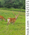 Boy deer! The corners are cool 92425371