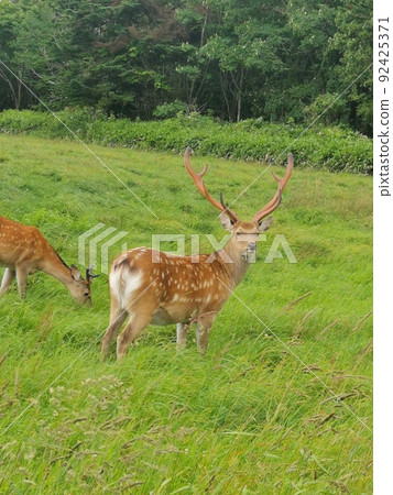 Boy deer! The corners are cool Boy deer! The corners are cool 92425371