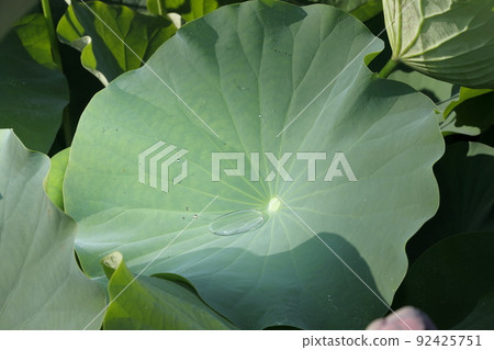 Lotus leaf water Lotus leaf water 92425751